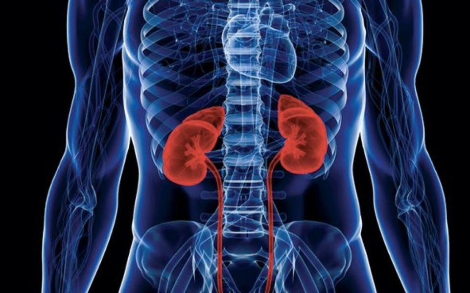 RegMed XB Researchers build mini-kidneys from urinary cells
