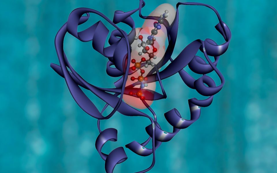 Update: International Conference of Tissue-Engineered Heart Valves